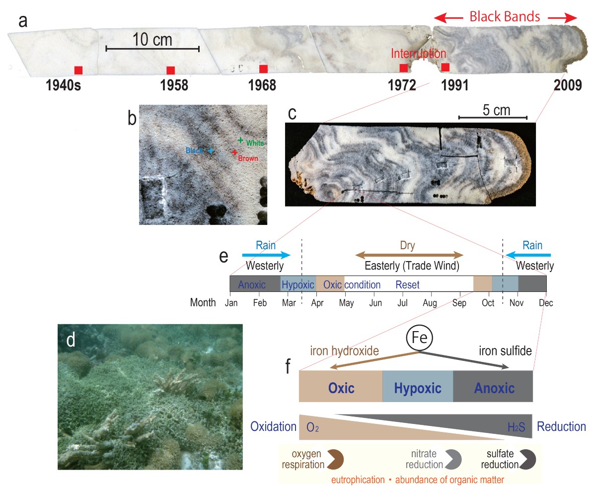 Annual black bands in Tuvalu coral and the formation of human-caused seasonal anoxic low-oxygen conditions inside coral skeleton