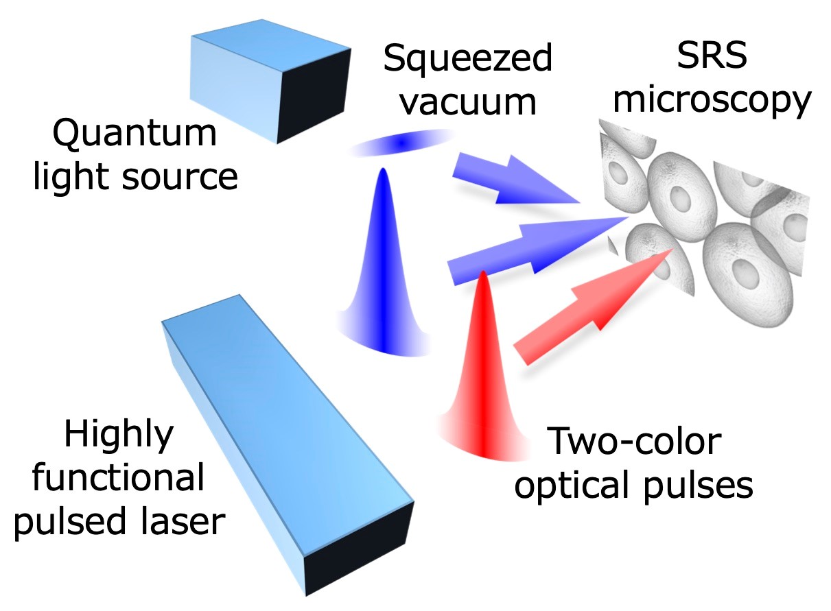 量子増強誘導ラマン顕微法の模式図