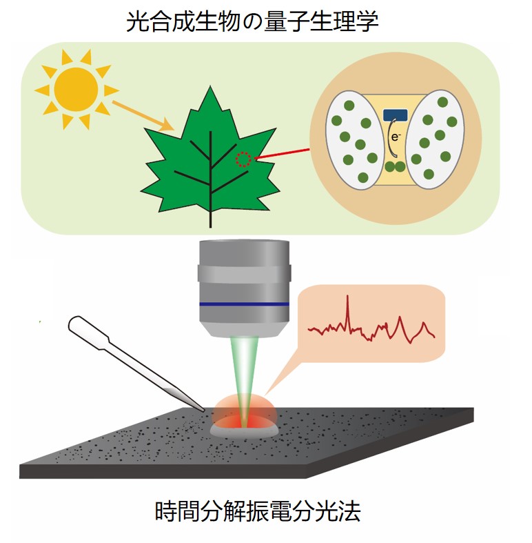 時間分解振電分光法による光合成生物の量子生理学の研究の概念