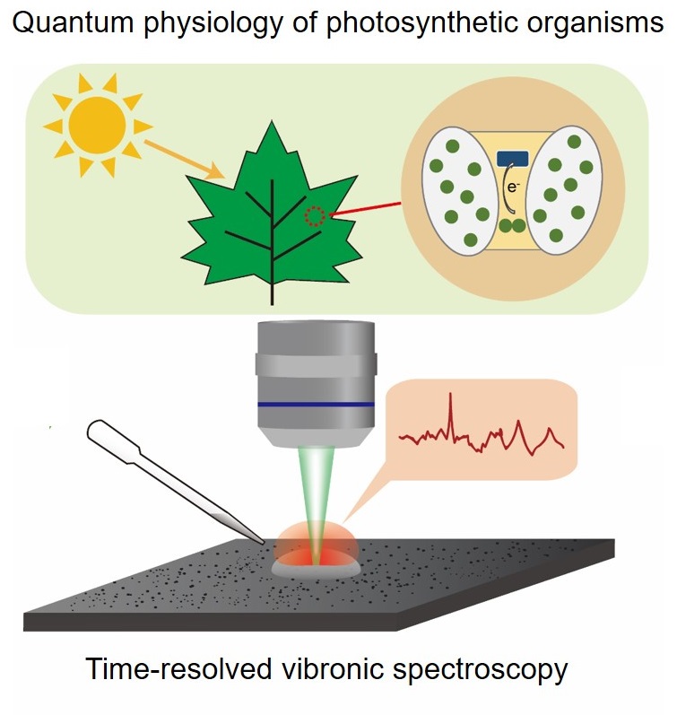 Concept of studying quantum physiology of photosynthetic organisms using time-resolved vibronic spectroscopy