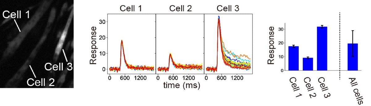 Black and white microscopy image of three muscle cells (left) and two graphs (center and right).