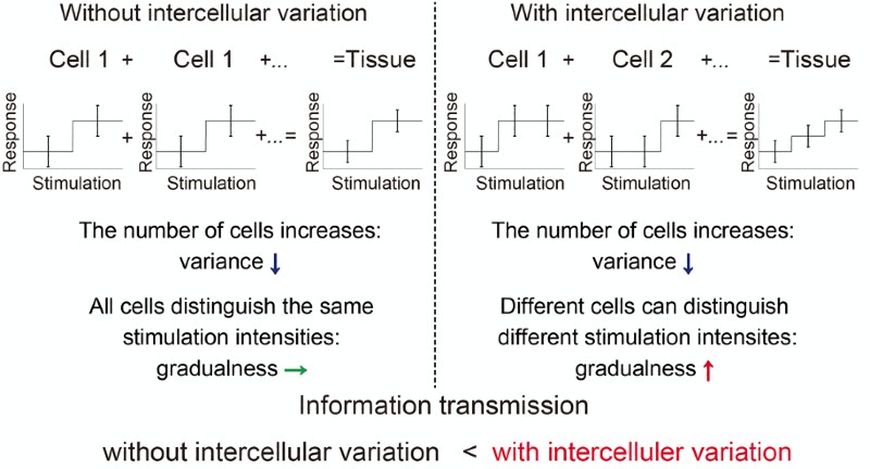 Graphical representation of the mechanism by which cell-to-cell variability improves the accuracy of the tissue's response to stimulation.