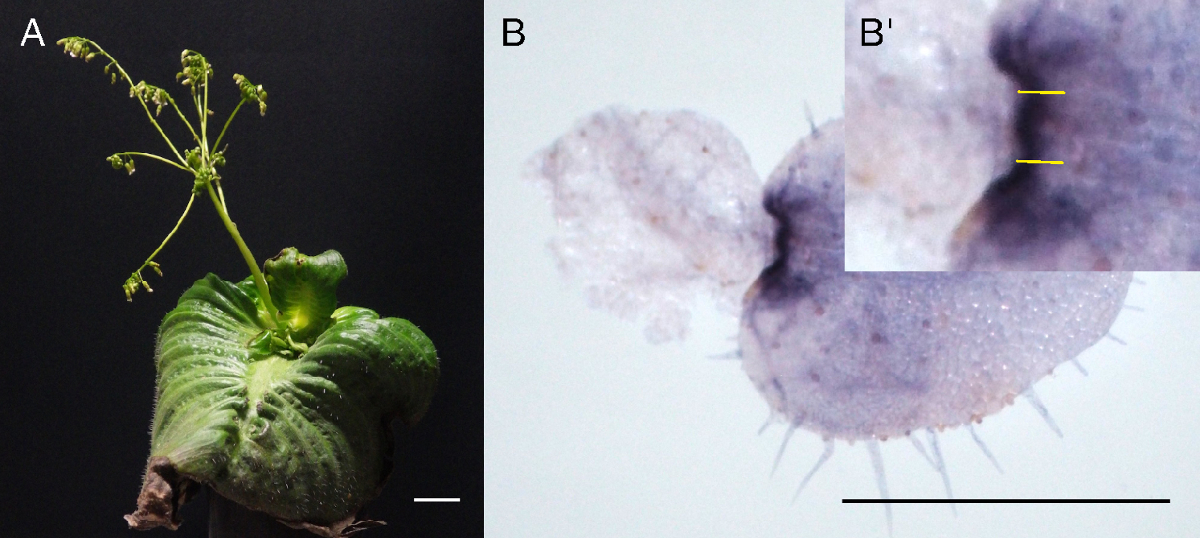Photo of plant on right and microscopy image on left.