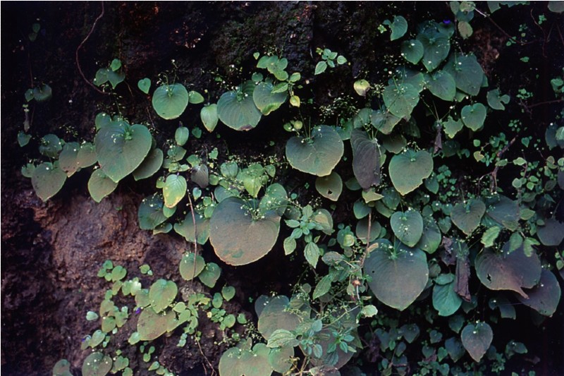 Many plants growing on brown wall of cave.