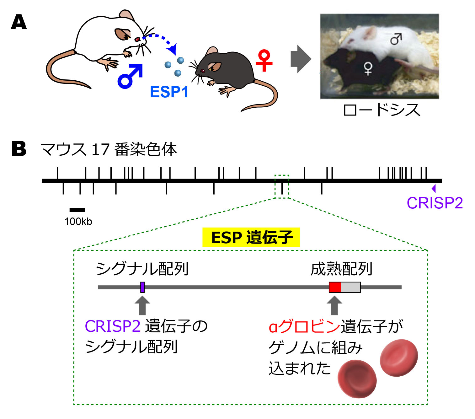 マウスの涙に含まれるフェロモンの遺伝子は 血液中のグロビンに由来する 東京大学大学院農学生命科学研究科 農学部