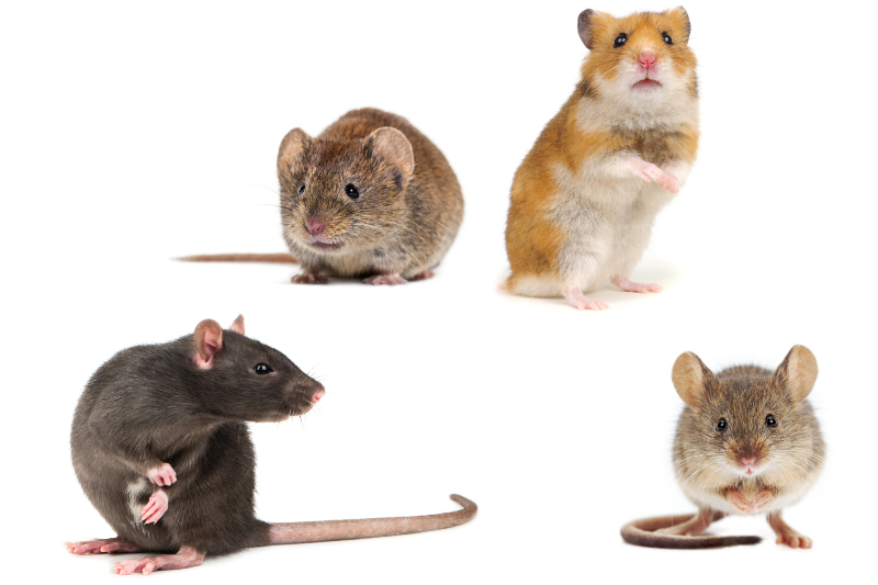 Four rodents on a white background. From left to right, top to bottom: vole, hamster, rat, and mouse.