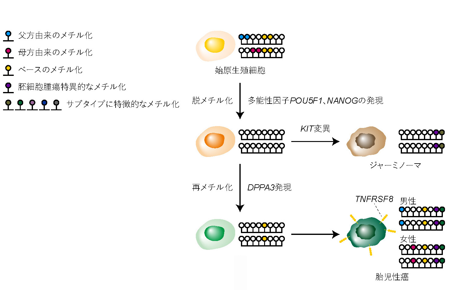 images