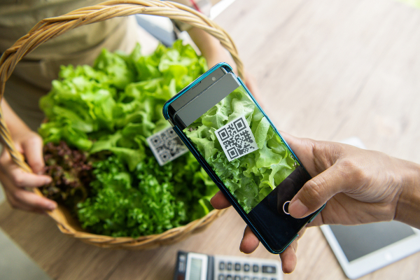 A smart phone scans fresh greens labeled with QR code.