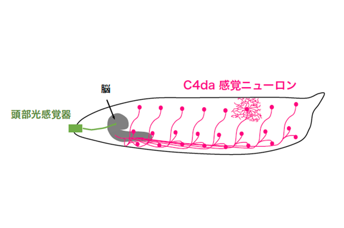 嫌な相手から素早く逃げるための脳神経回路の発見 東京大学 大学院理学系研究科 理学部 嫌な相手から素早く逃げるための脳神経回路の発見 東京大学 大学院理学系研究科 理学部