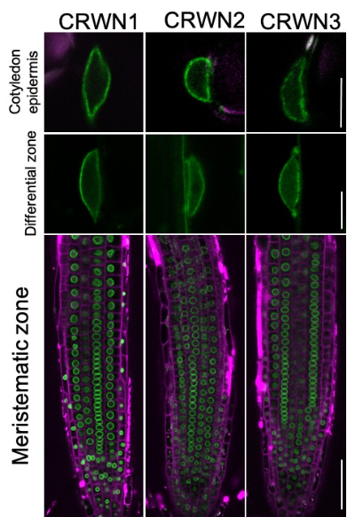 Fluorescent confocal microscopy images of 8-day-old Arabidopsis thaliana roots