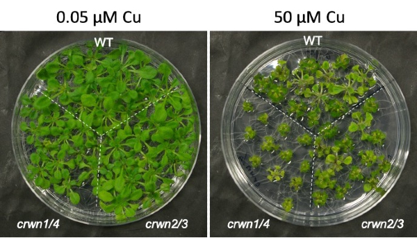 Seedling Arabidopsis thaliana plants grown under normal (left) and high (right) copper conditions.