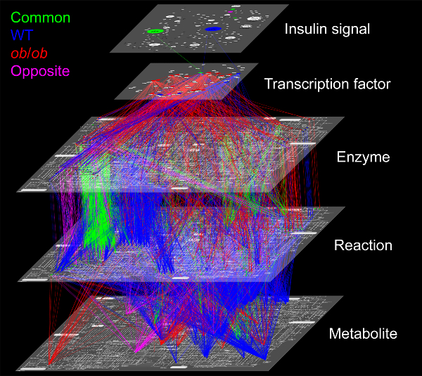 Five layers of regulatory networks for metabolism of healthy and obese mice.