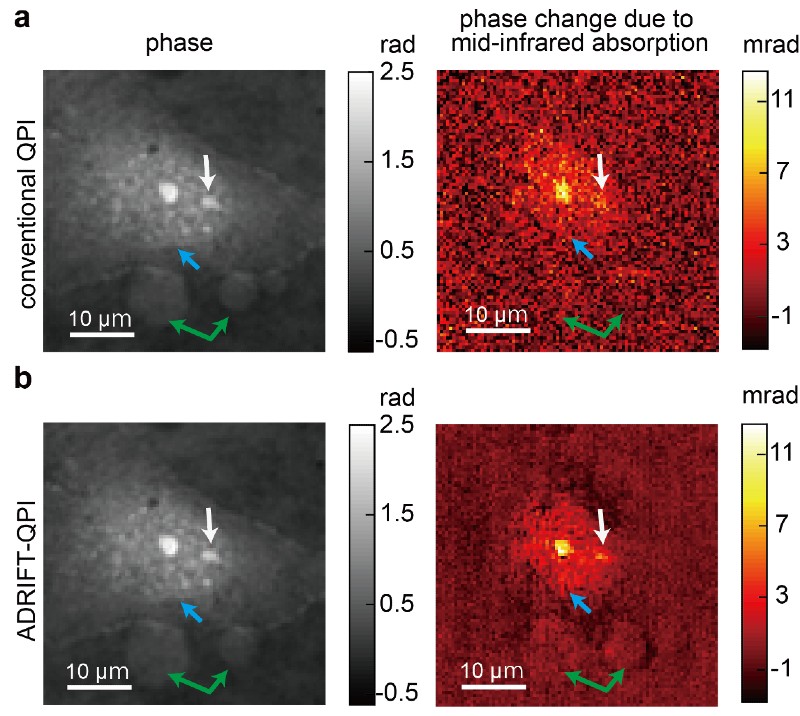 Four microscopy images of a cell.