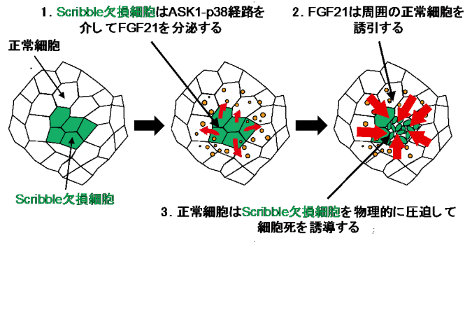植物の細胞生物学的研究法 〔植物細胞の構築と形成機構〕 蛋白質