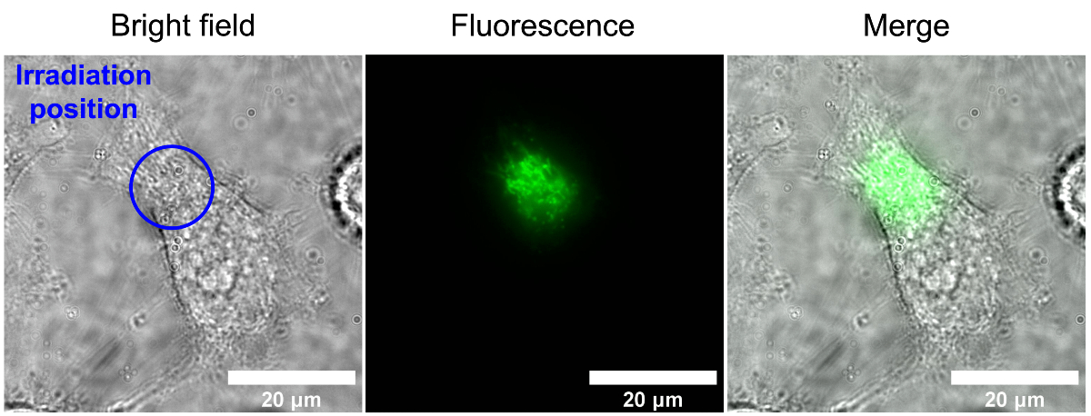 Three microscope images of a cell. On the left is a bright-field image showing a single HeLa cell with a blue circle showing where the blue light irradiated the cell. The center image is a fluorescent microscopy view in the wavelength of flavin autofluorescence showing the light emitted by the cell. The right side image is a combination of the other two.