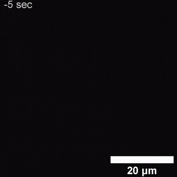 GIF of HeLa cell autofluorescence.