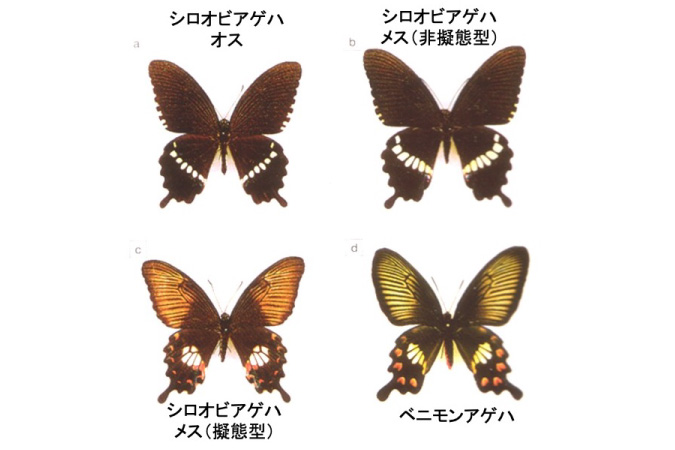 images