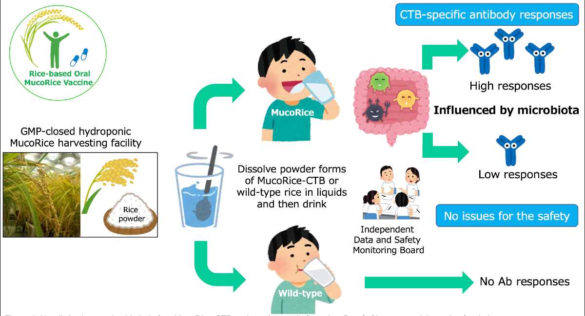 Cartoon showing illustrated version of the text of the article. Japanese short grain rice that produces the MucoRice vaccine is grown, harvested and ground into a powder which is then consumed by research participants whose blood is then analyzed by experts.