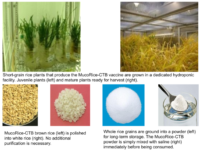 Rice plants sprouting in beakers, ready for harvest in special facilities, freshly harvested brown rice, polished white rice, ground rice powder, and powder dissolving in liquid.  