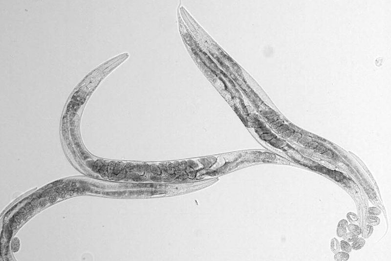 Black and white microscopy image of four Caenorhabditis elegans.