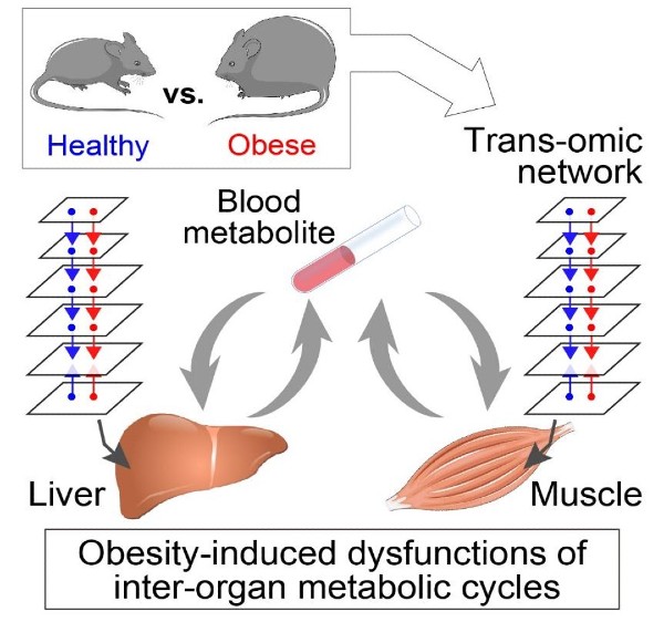 Graphical abstract of the research project showing a healthy and obese mouse in the top left corner, blood test in the center, and liver and muscle at the bottom.