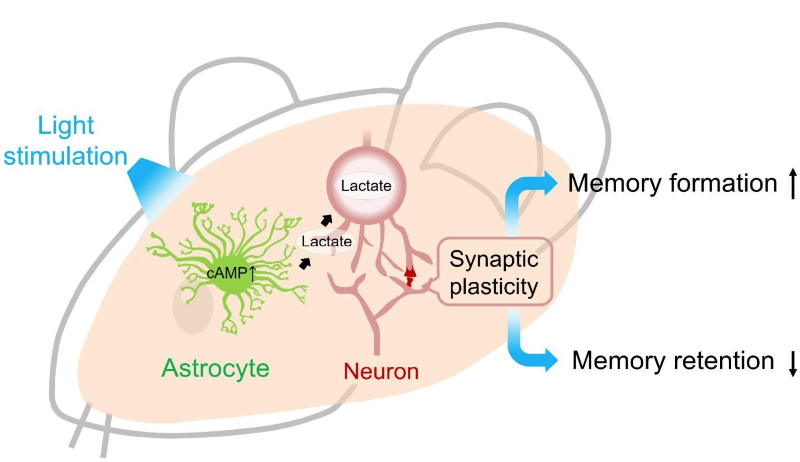 Graphic summary of the study on how activation of astrocytes modulates memory.