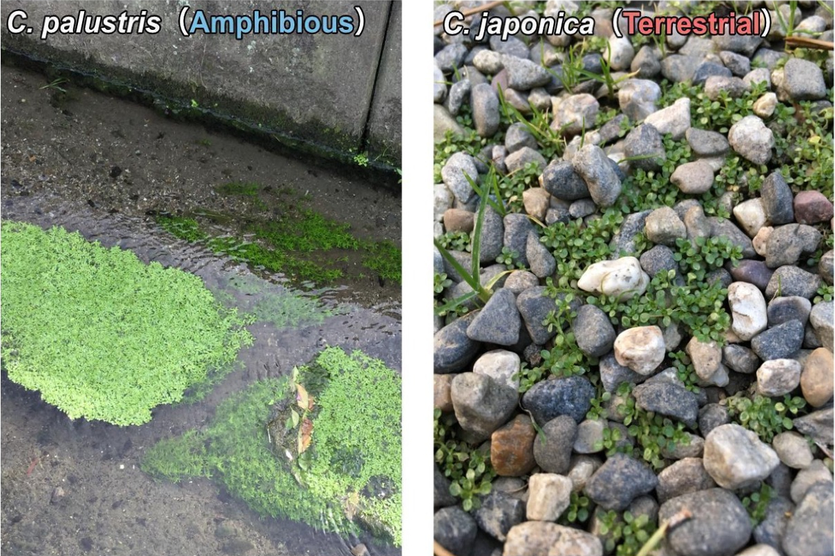 Photo of Callitriche palustris, plant with 1cm bright green leaves, growing submerged in water of in grey stone channel (left) and of Callitriche japonica (very similar in appearance) growing in among gravel.