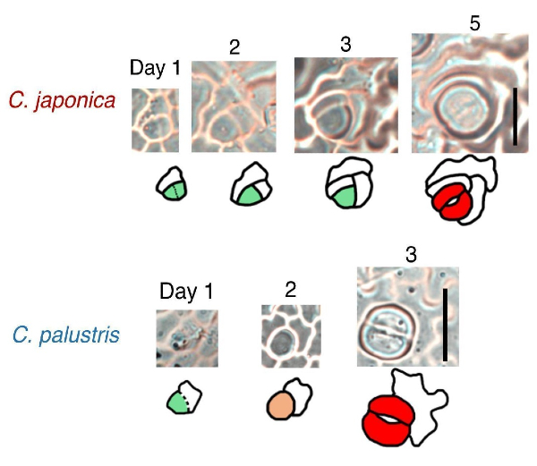 Microscopy image and illustration of stomata development in Callitriche japonica (top) and Callitriche palustris (bottom).