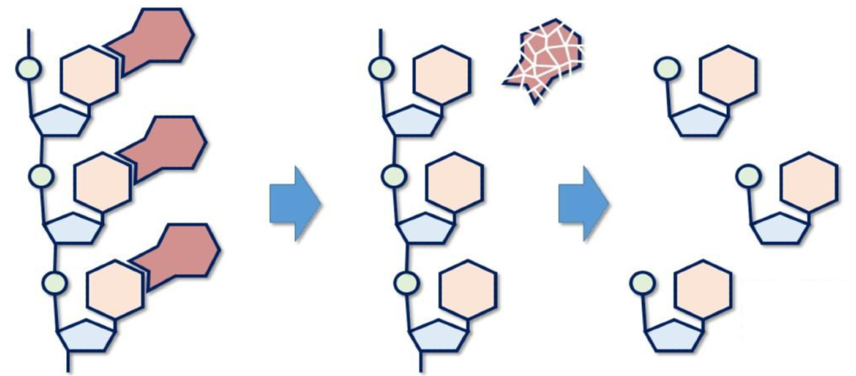 Illustration of the function of the new drug.