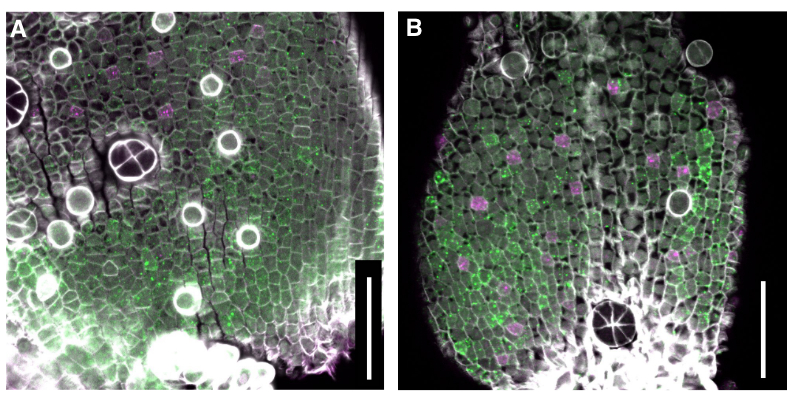 Fluorescent microscopy image of aquatic C. palustris (left) and terrestrial C. japonica (right) leaves, showing sqaure-ish shaped plant cells. Some cells glow green, others magenta.