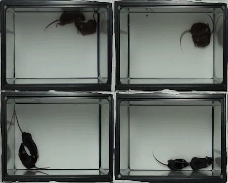 Four videos, each showing two mice in an otherwise empty cage.