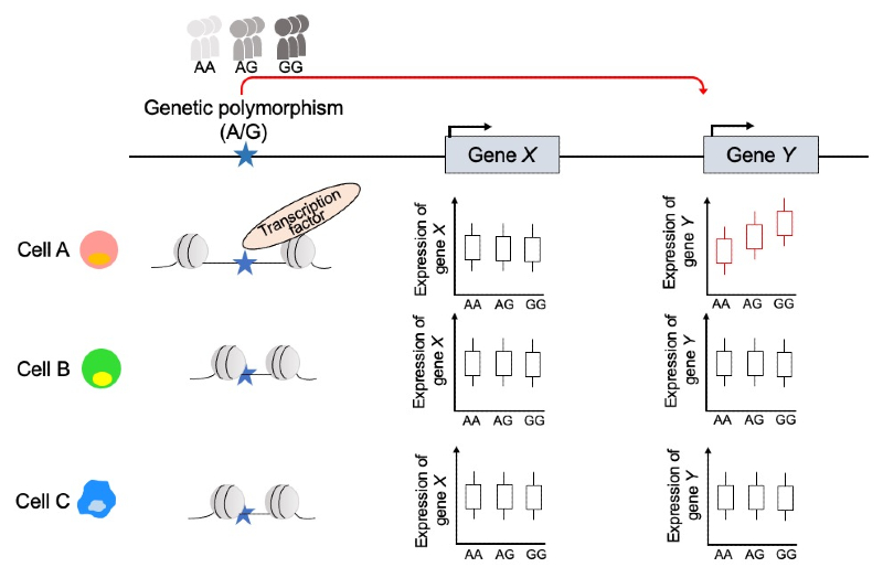 Research figure described in the caption.