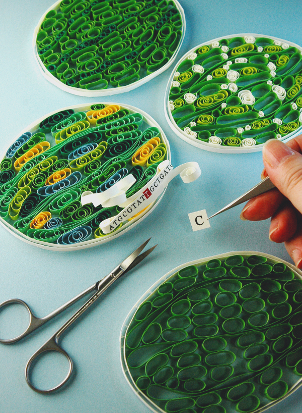 Photo of paper quilling artist's rendition of chloroplasts (in green) and their DNA (white paper strip) receiving point mutations to cytosine (letter C along strip). A person's hand holds the DNA strip stretched out and scissors are on the table.