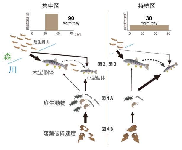 森から川へ陸生動物が落ちてくる季節の長さが川の生態系を変える 東京大学大学院農学生命科学研究科 農学部