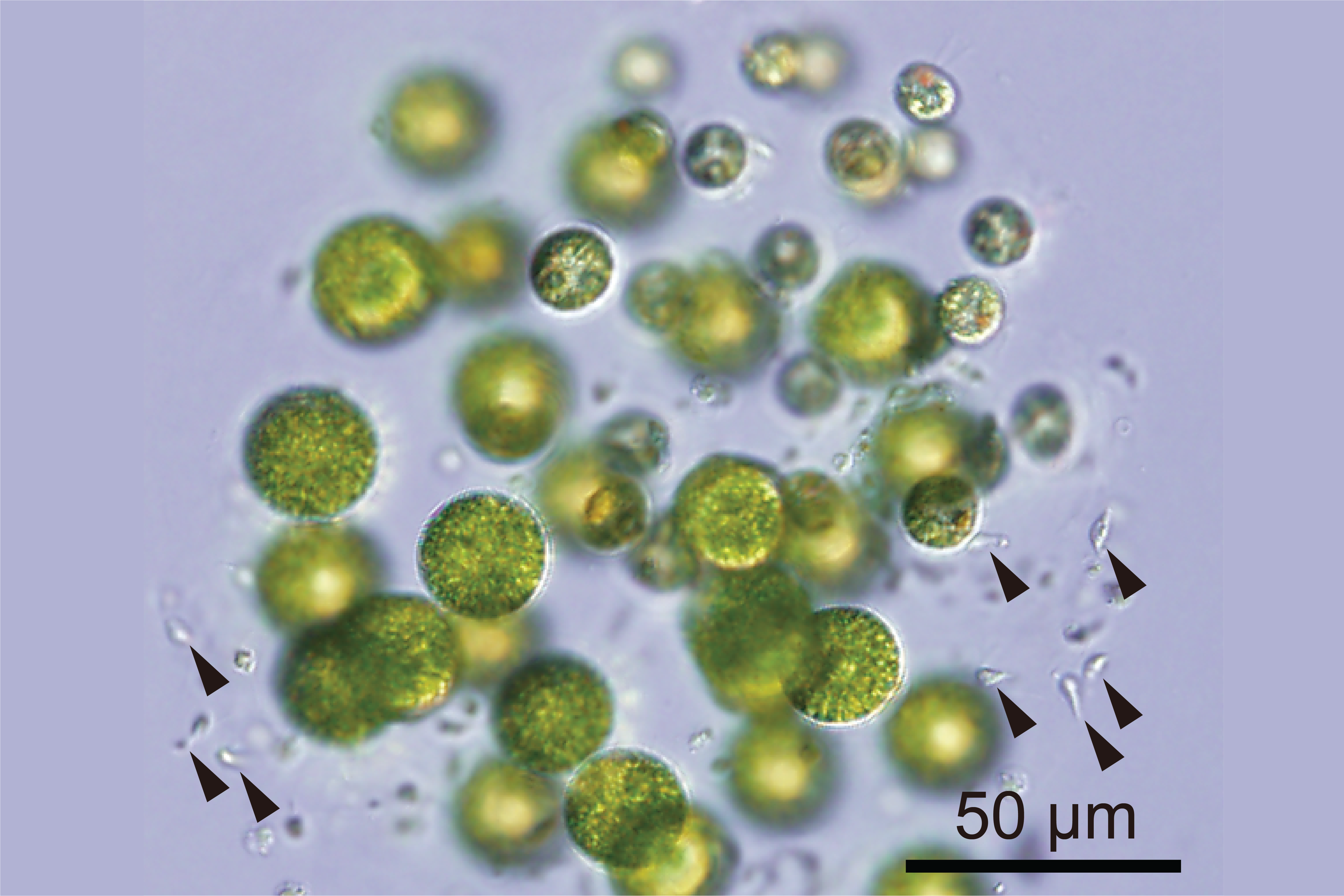 Light microscope image of green algae cells with individual sperm cells throughout the spherical colony. 