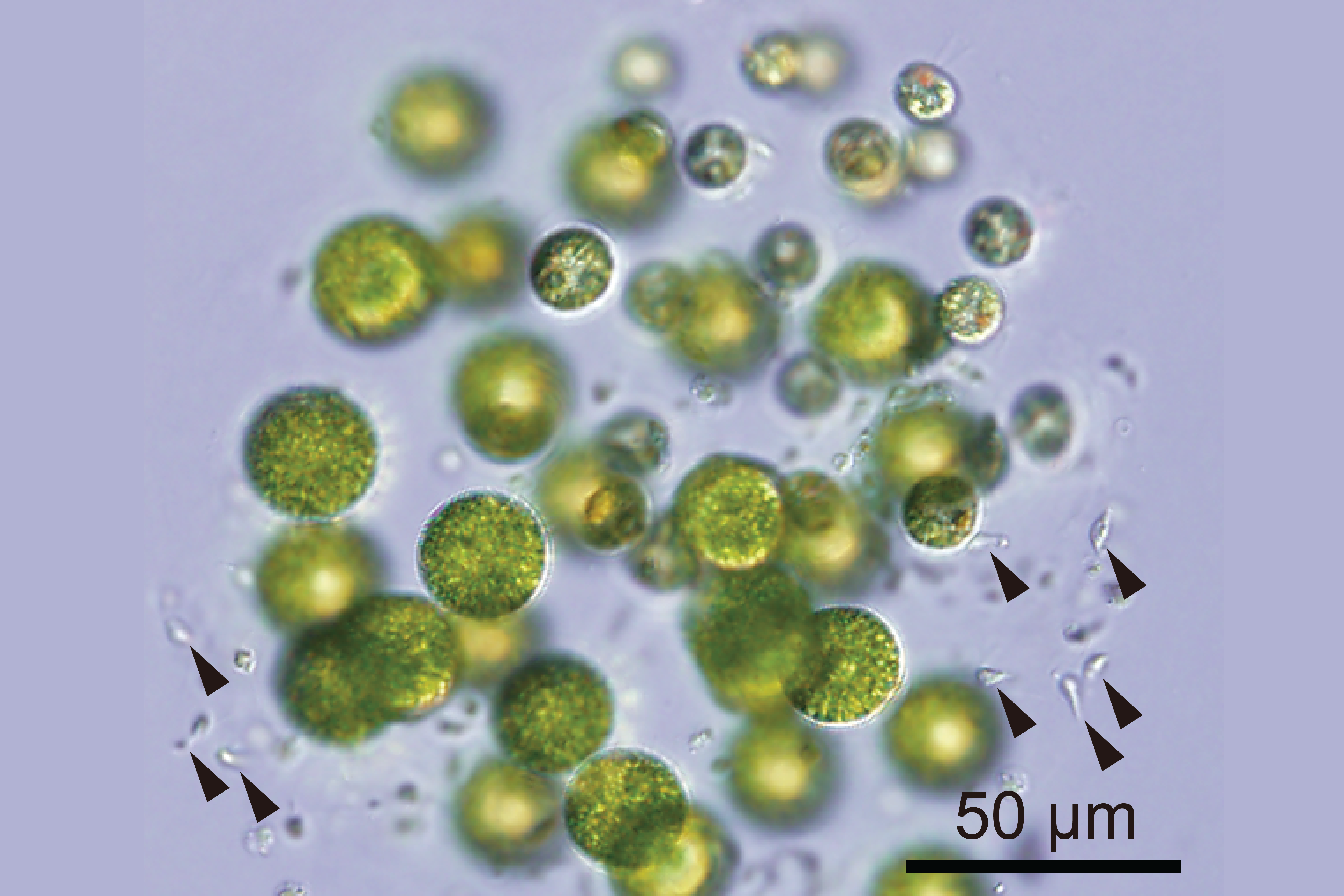 Light microscope image of green algae cells with individual sperm cells throughout the spherical colony.