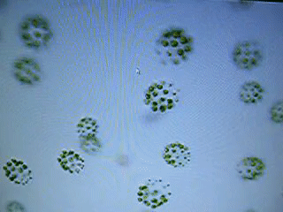 Video of Pleodorina green algae colonies floating under a light microscope. 