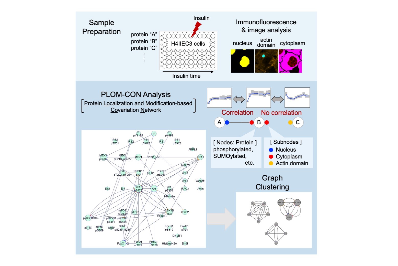 細胞染色画像からタンパク質の共変動ネットワークを構築 東京大学