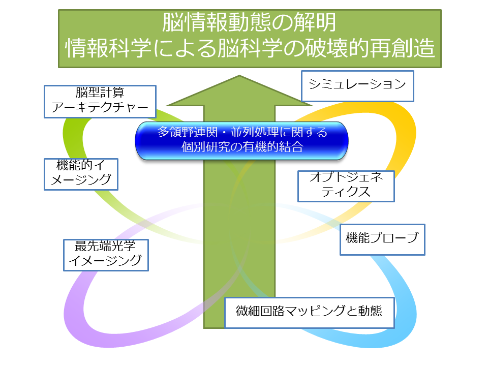 脳情報動態学の確立への解明