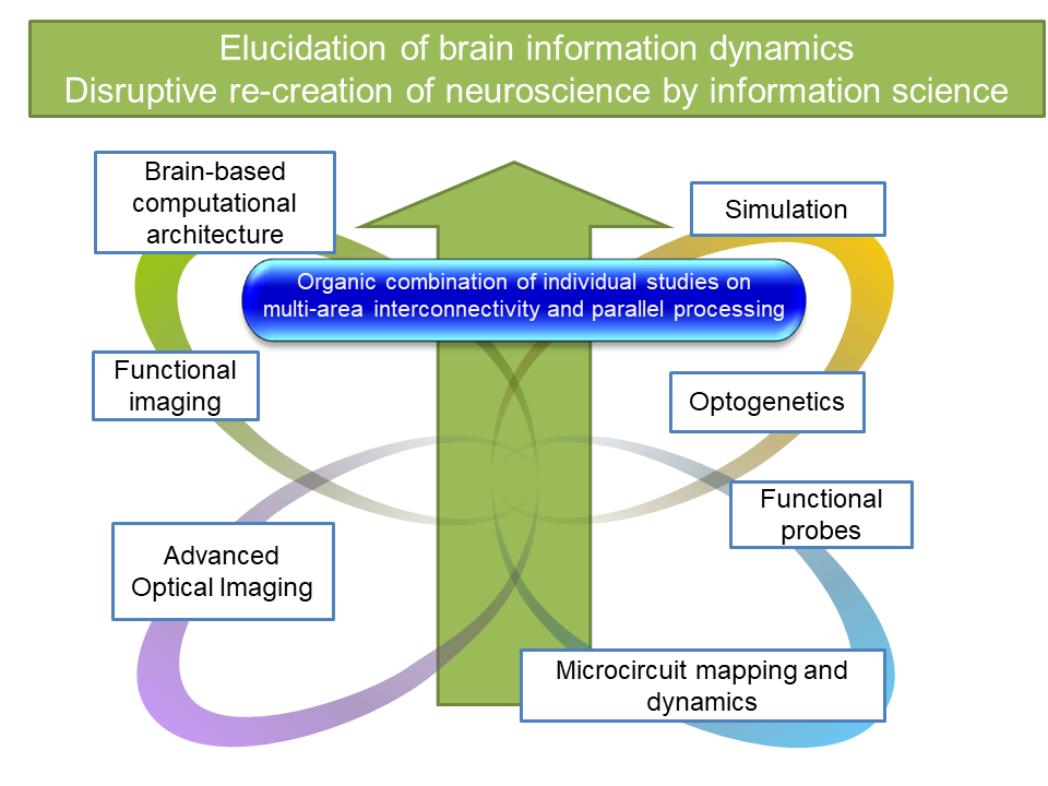 Elucidation for the establishment of brain information dynamics