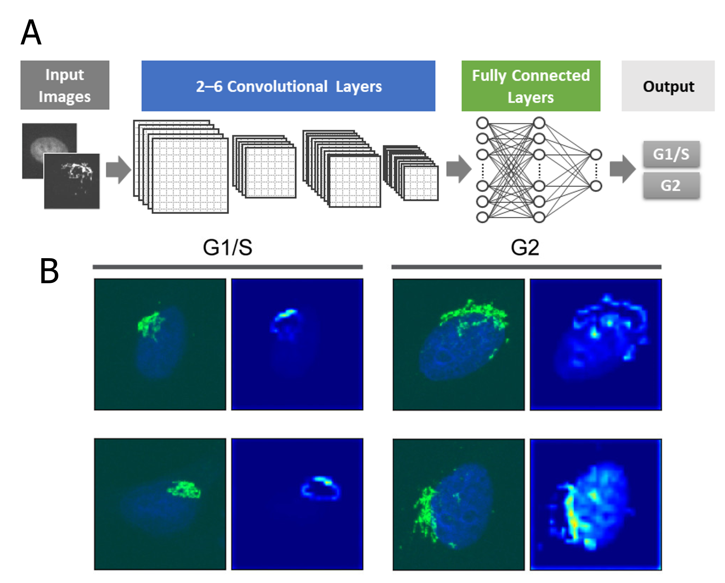 A: Schematic of the AI model used for the cell cycle classification. B: Grad-CAM analysis to visualize the region that the AI focuses on.