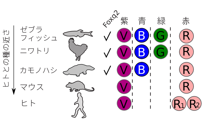 images