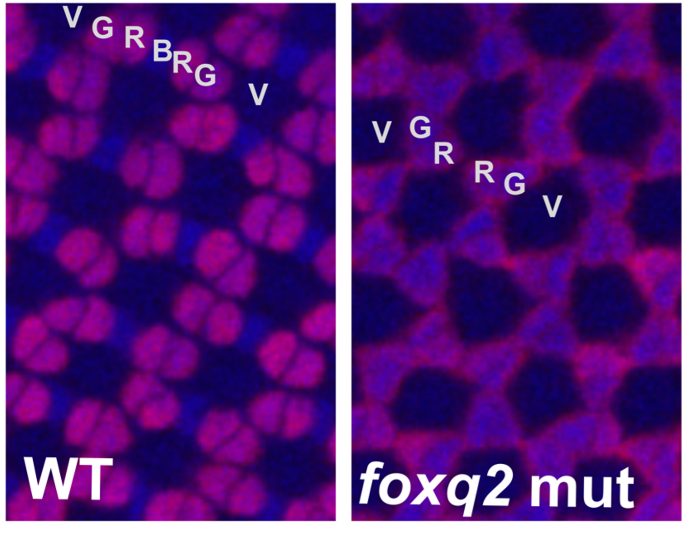 Fluorescent microscopy image of the cone cells of a gene-edited zebrafish showing fluorescent tags on specialized subtypes of cone cells.