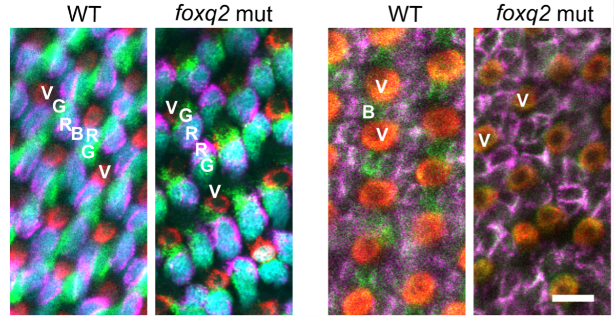 Fluorescent microscopy image of the cone cells of a gene-edited zebrafish showing fluorescent tags on color-sensitive proteins within the cells.