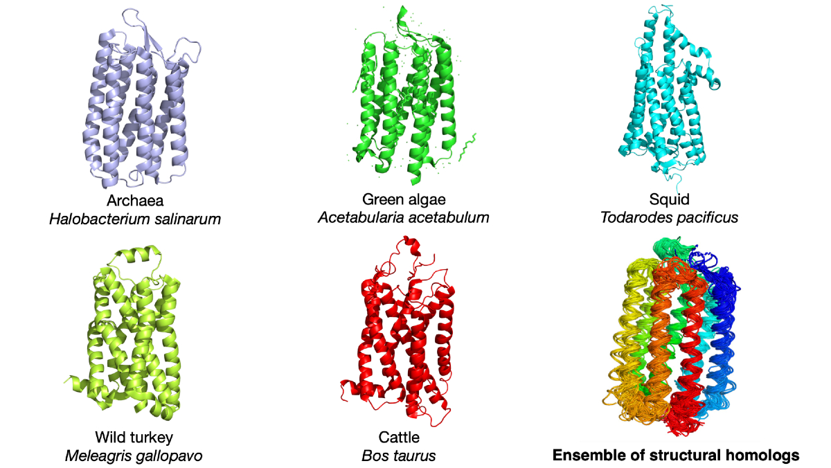 Illustrations of rhodopsin protein structures in five different species and one composite image.