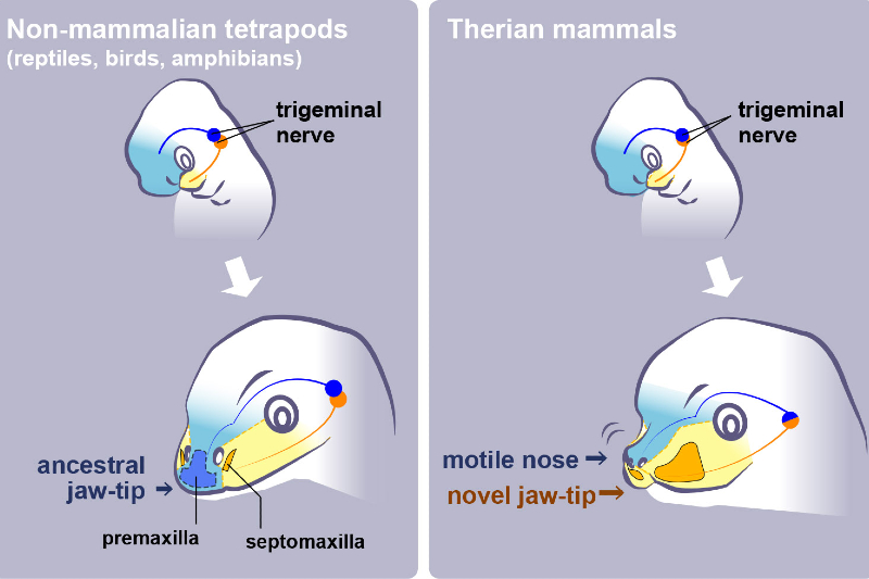 Illustrations of facial development in mammals (right) and evolutionarily older species (non-mammalian tetrapods). 