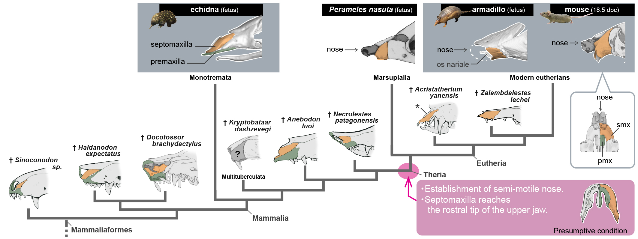 Illustration of the transition of upper jaw bones in the Mammaliaformes, an evolutionary grouping that includes living and extinct mammal species. 