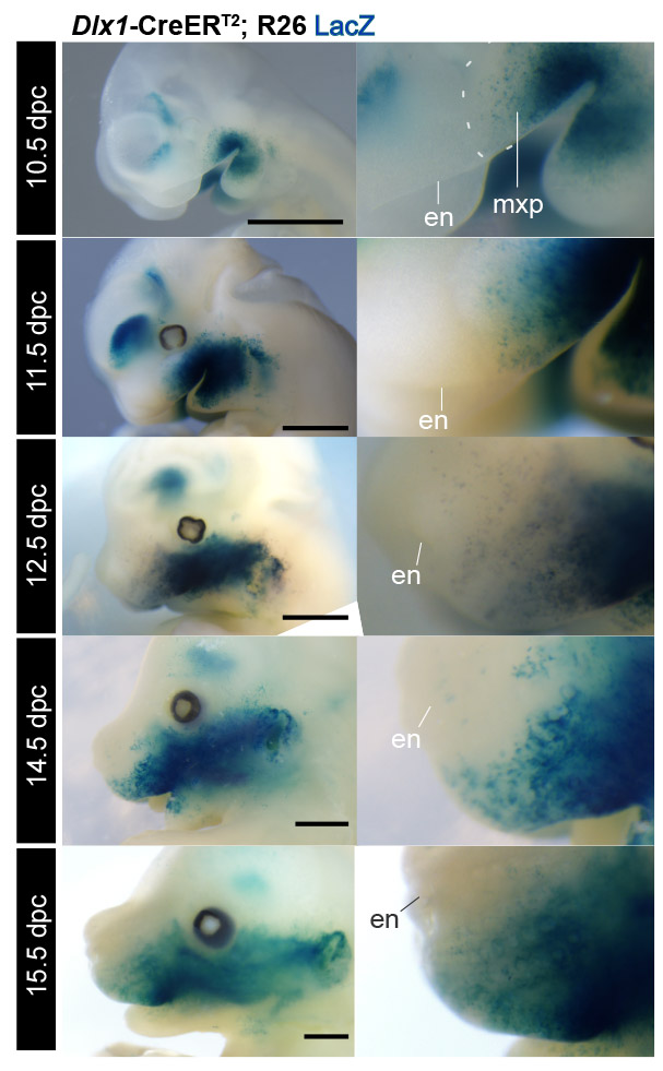 Embryonic mice with cells of the maxillary prominence in blue. Left side shows whole head in profile view. Right side shows zoomed in picture of jaw tip area.