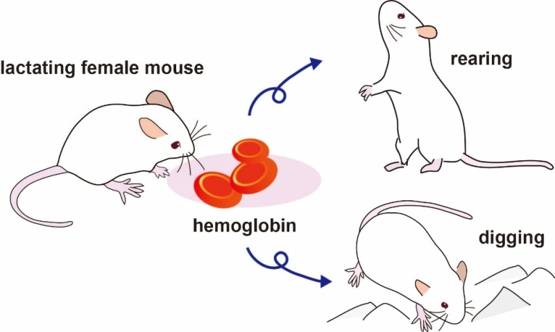Diagram of mice and hemoglobin