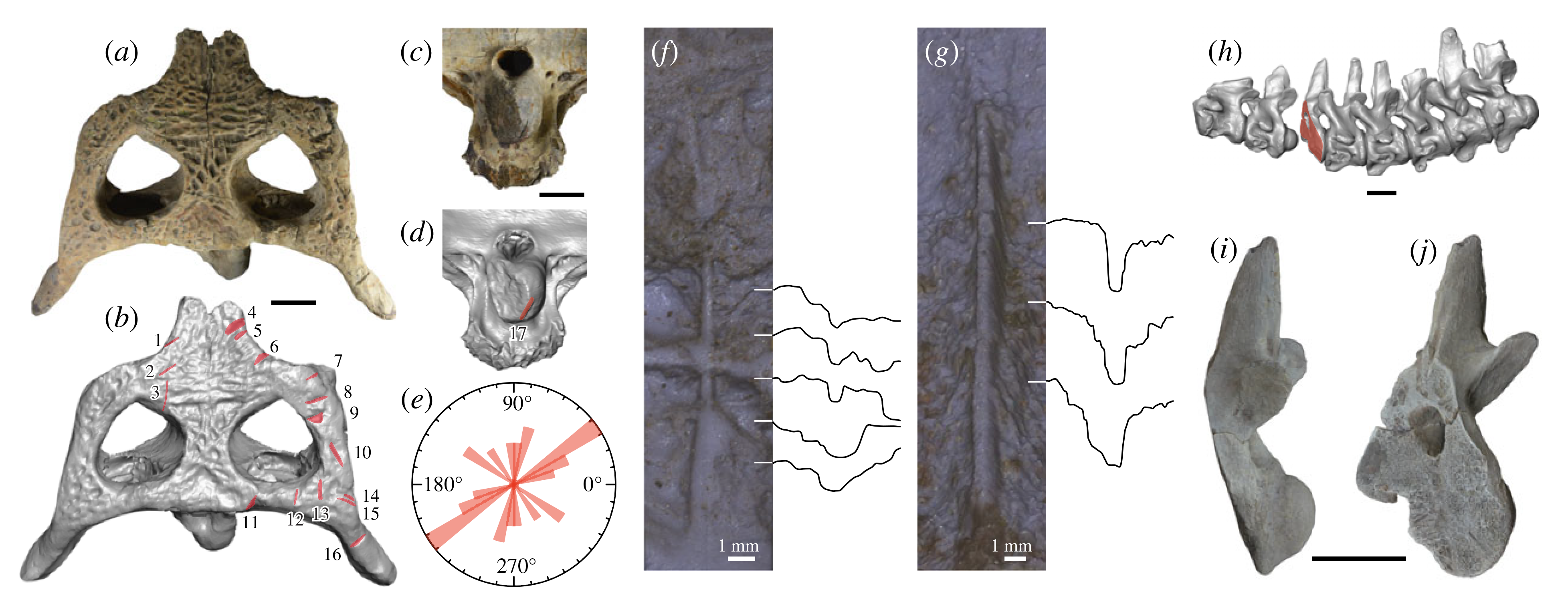 Cross sections of bones